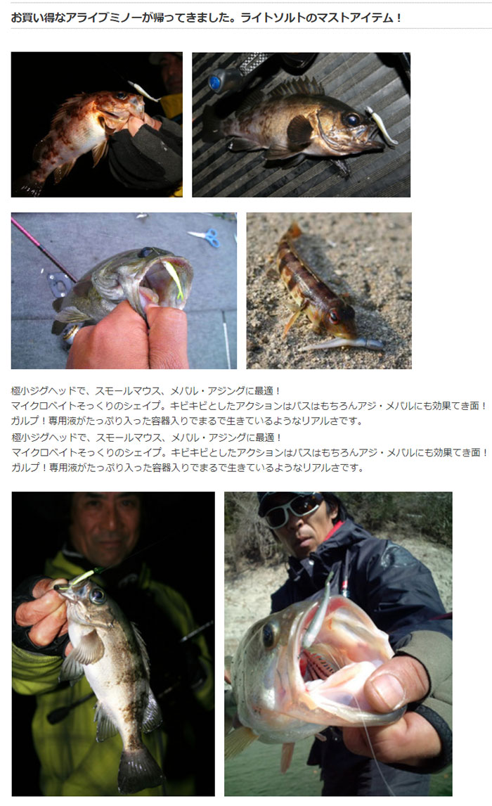 バークレイ ガルプ アライブミノー 1インチ スメルト Berkley Gulp Alive Minnow バス ソルトのルアーフィッシング通販ショップ Backlash バックラッシュ Japanese Fishing Tackle ルアー 釣具通販