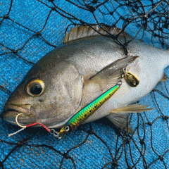 Magbite Sardine Jig Makisupe 100g